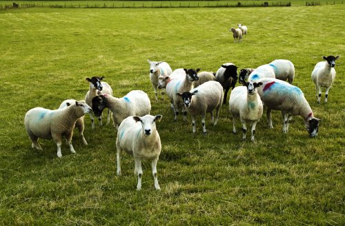 Sheep Borrans Road Ambleside
