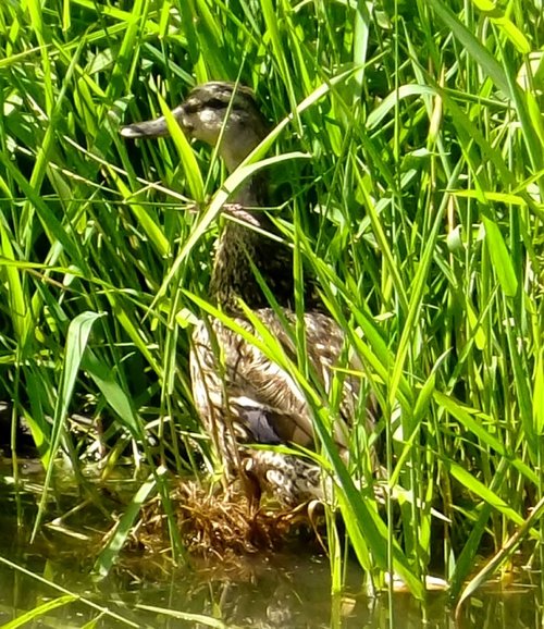 Windy Nook Nature Park, Gateshead