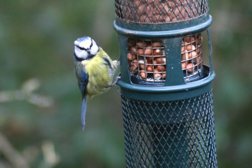 Bluetit at at a feeder on the site.