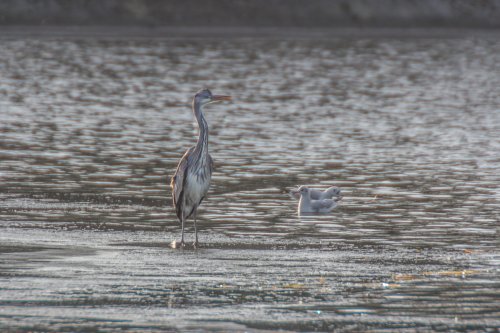 Seeswood pool Nuneaton