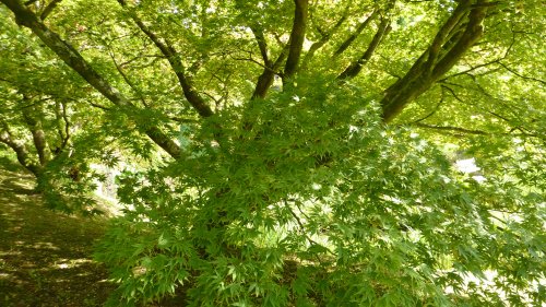 The beauty of Wakehurst, 8th September 2014