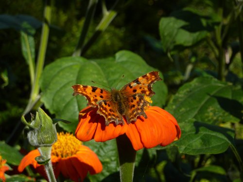 Comma butterfly, Nymans 27th September 2012