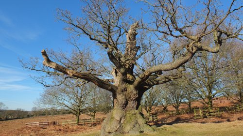 Newtown Linford  Major Oak at Bradgate Park.
