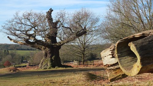Major Oak at Bradgate Park, Newtown Linford.