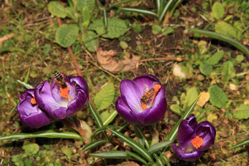 Crocuses at Greys Court