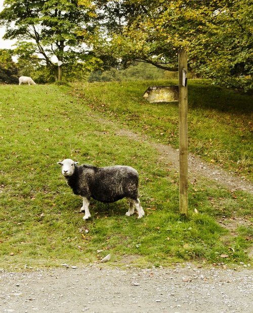 Ambleside this way !!!