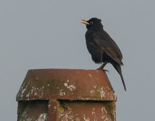 The Sound of Spring, Chepstow.
