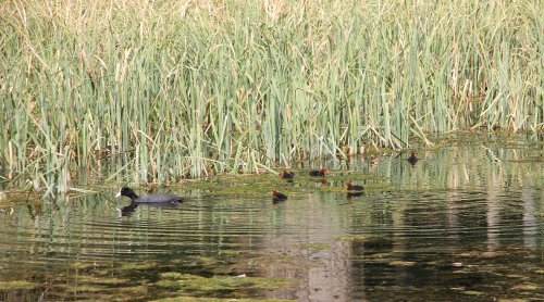 This Way Children !!!