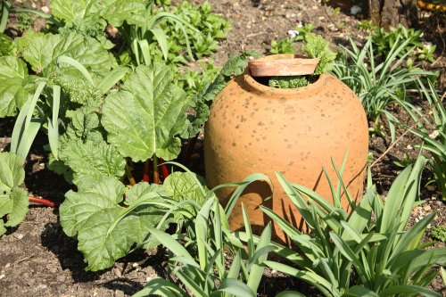 Rhubarb at Greys Court