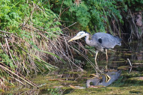 Heron