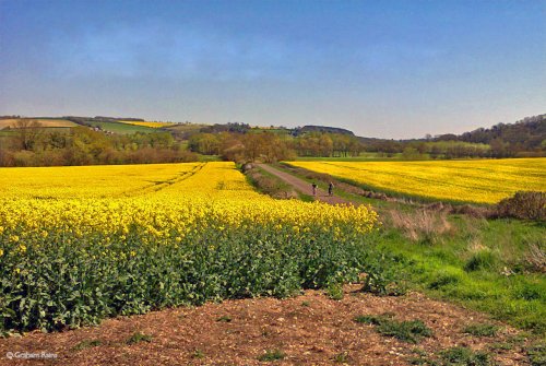 Stour Valley Spring, North Dorset.