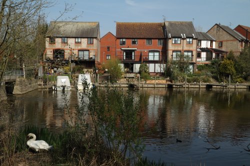 Swan's nest at View Island, Caversham