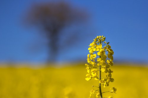 Galley Common fields