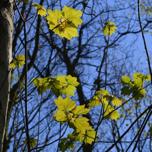 Leaves, Cawston Woods