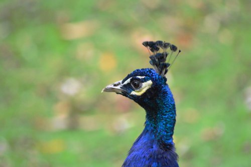 Peacock, Brownsea Island