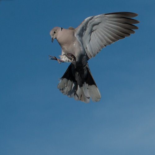 Dove trying to be a Kestrel, Chepstow.