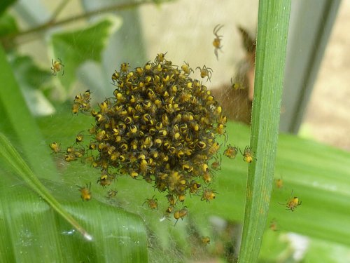 Population Explosion