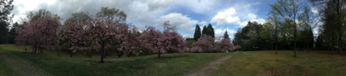 Virginia Water, Cherry Blossom