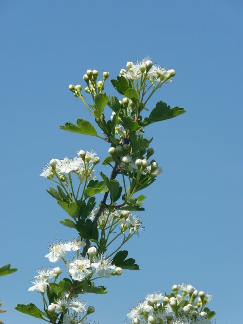Blooming Crataegus !!