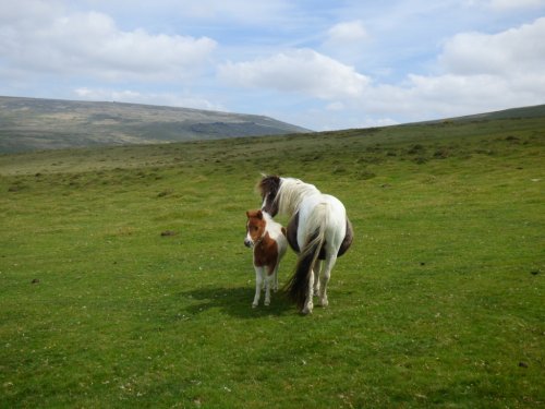 Dartmoor