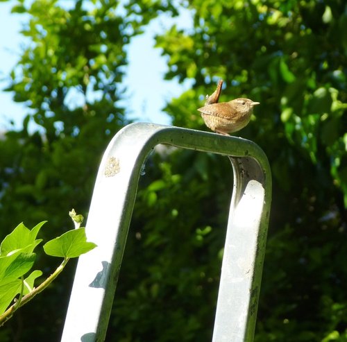 Little Jenny Wren