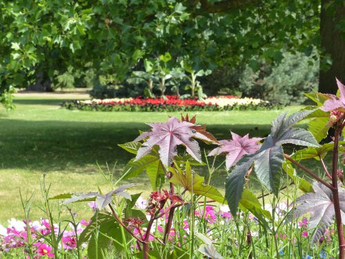 Flower Gardens Greenwich Park