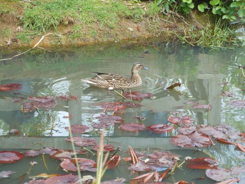Ducks and Ponds at  Brixworth Country Park, Coton, Northamptonshire