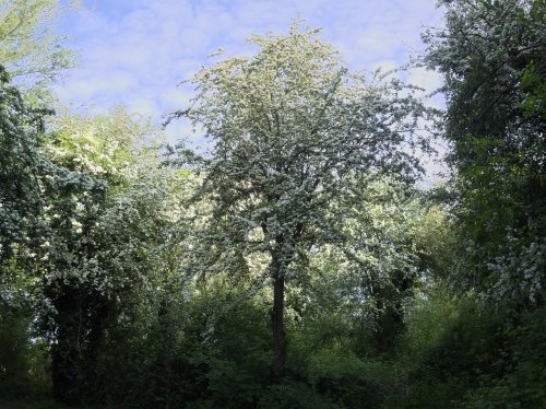 Hawthorn Blossom in Milton Country Park