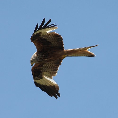 Red Kite at Watlington Hill