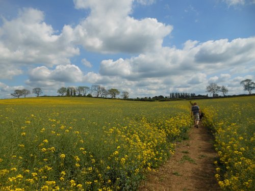 Fields around Wollaston, Northamptonshire