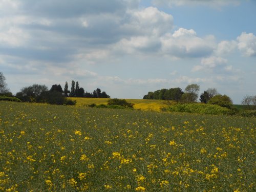 Fields around Wollaston, Northamptonshire