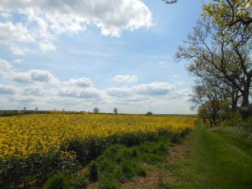Fields around Wollaston, Northamptonshire