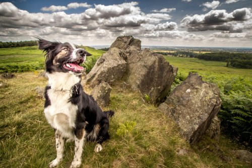 Bradgate park, welcome to my world