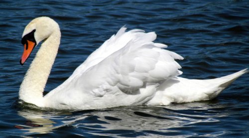 A Swan, Ruislip lido