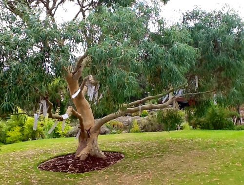 Wishing Tree, Logan Botanic Gardens.