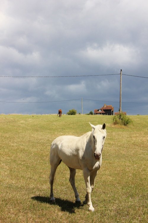 Not Shadowfax ? Maybe Not.
