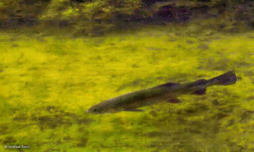 Littlebredy, Dorset.