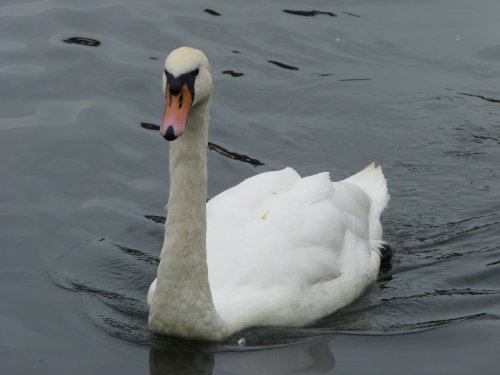 Swan on the Thames at Windsor