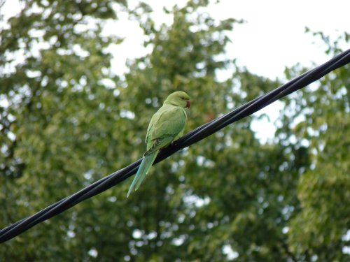 Parakeet, Warfield