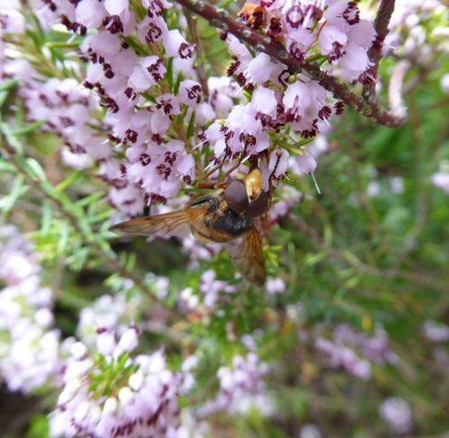The Search For Nectar