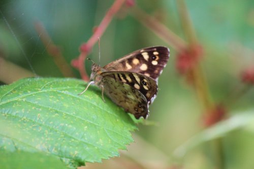 Speckled wood butterfly