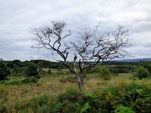 Ayelsbeare Common