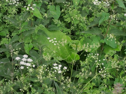 Burdoch and Cow Parsley in Milton Country Park