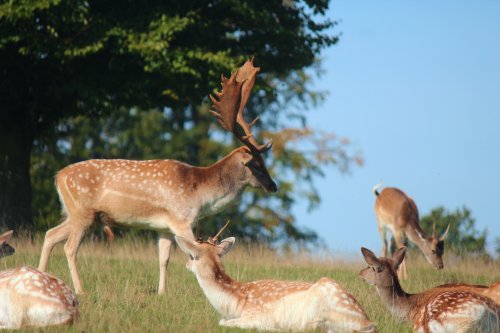 Stag