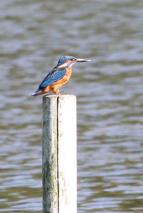 NOW YOUR IN MY SIGHTS AT LAST !!!