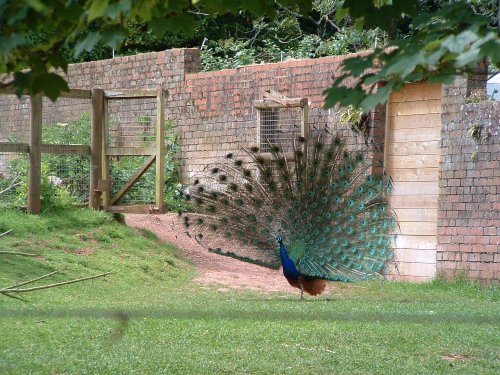 Peacock, Wildlife Park, Hayle, Cornwall