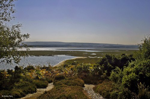 Arne RSPB Reserve