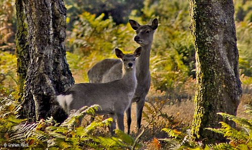Arne Nature Reserve, Dorset.