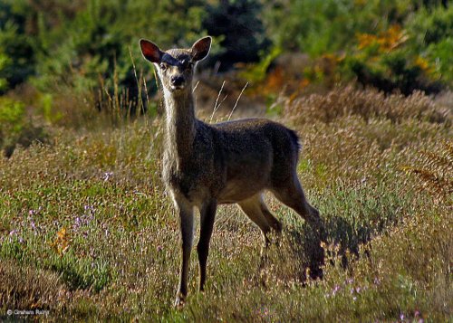 Arne Nature Reserve, Dorset.