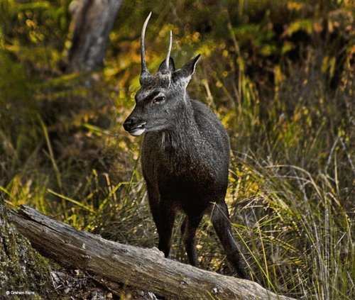 Arne RSPB Reserve, Dorset.